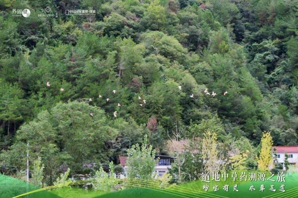 向秦巴山脉去过四合理生活！养固健灵芝文化溯源落地陕西汉中